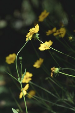 黄色菊花野花观赏花植物