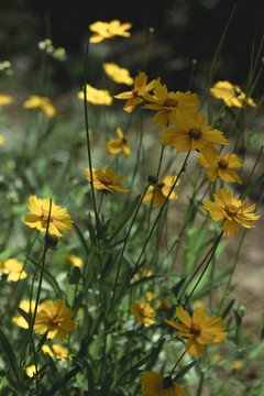 黄色菊花野花观赏花植物