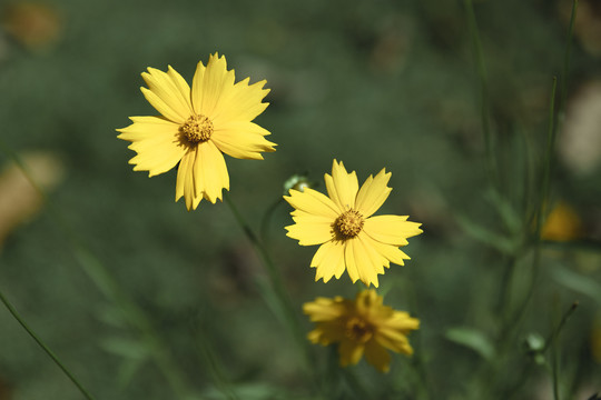 黄色菊花野花观赏花植物