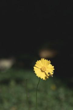 蜜蜂采花黄色野花