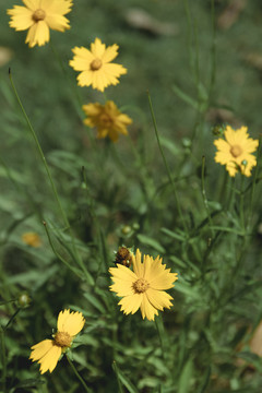 黄色观赏花植物花卉