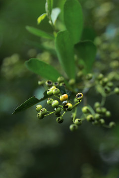 绿色野果子植物