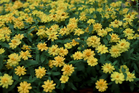 城市绿化花朵黄色小花