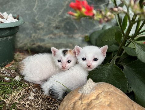 两只奶猫