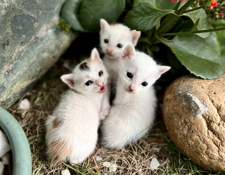 三只小奶猫