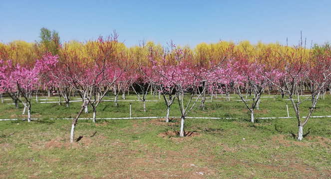 春季踏青赏花