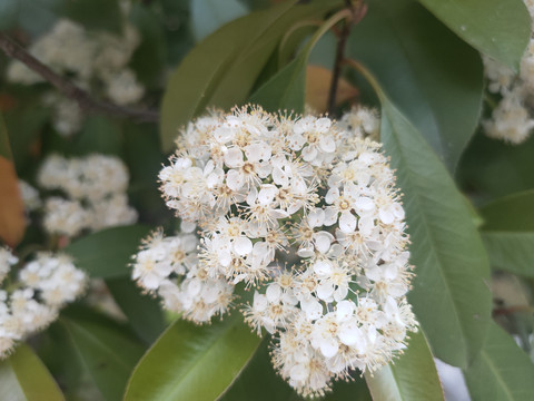 石楠花