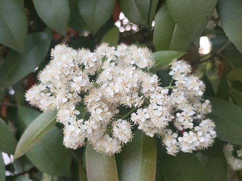 球花石楠特写