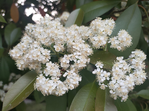 球花石楠特写