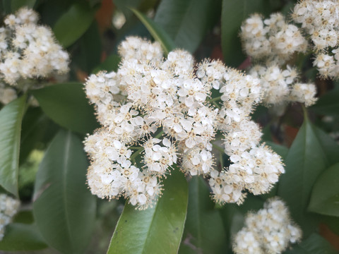 球花石楠特写