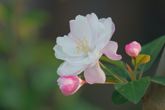 元大都遗址公园海棠花