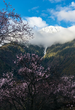 西藏林芝的春天桃花映雪山