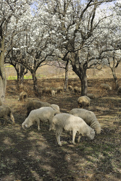 梨花盛开羊群觅食