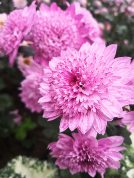 粉红色菊花
