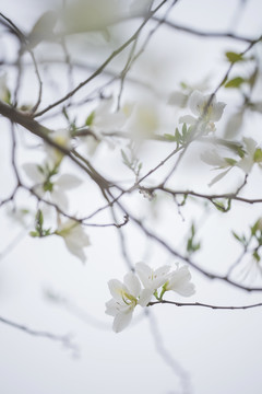 白色紫荆花