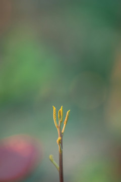 龙眼树发芽