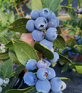 树上的蓝莓