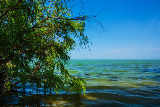 云南昆明滇池湿地