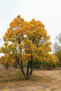 秋季柞树老树