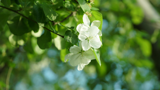 苹果花