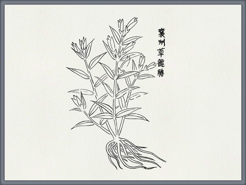草龙胆中医中草药素材白描矢量