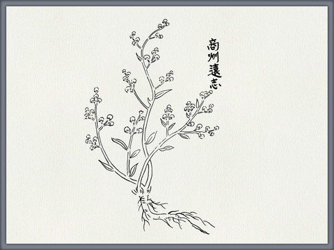 远志中医中草药素材白描矢量