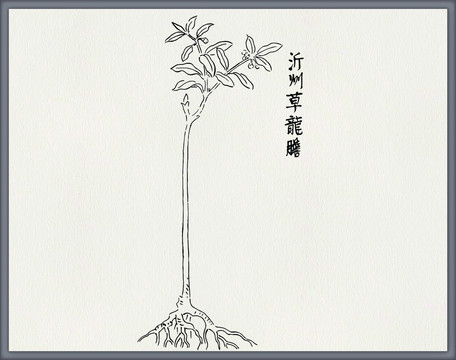 草龙胆中医中草药素材白描矢量