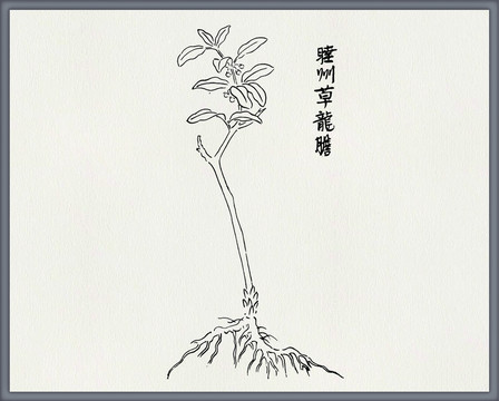 草龙胆中医中草药素材白描矢量