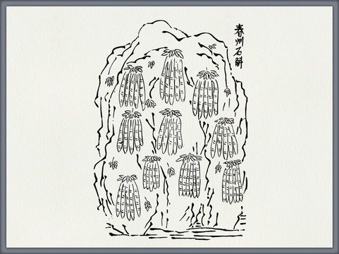 石斛中医中草药素材白描矢量