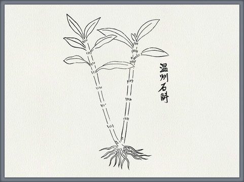 石斛中医中草药素材白描矢量