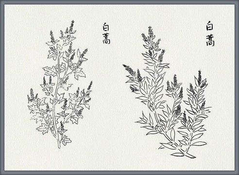 白蒿中医中草药素材矢量