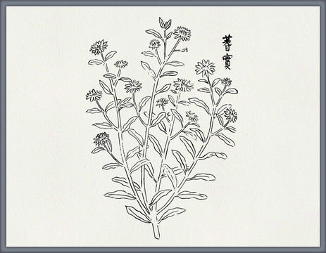 蓍草中医中草药素材矢量