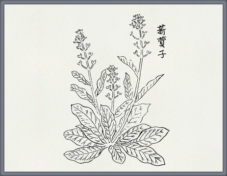 菥蓂子中医中草药素材矢量