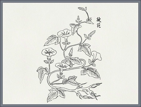 旋花中草药素材矢量中医素材