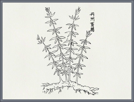 黄精中医中草药素材白描矢量