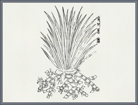 菖蒲中医中草药素材白描矢量