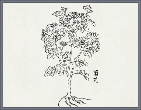 菊花中医中草药素材白描矢量