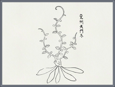 天门冬中医中草药素材白描矢量