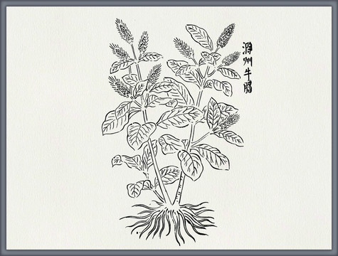 牛膝中医中草药素材白描矢量