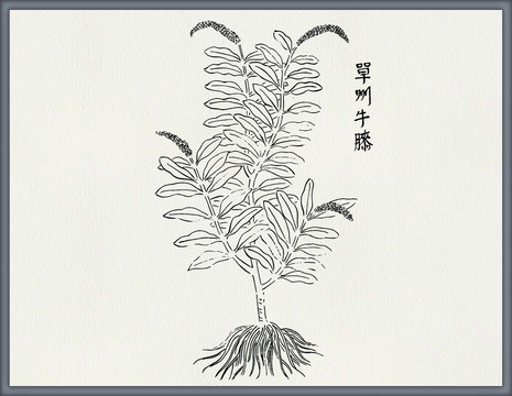 牛膝中医中草药素材白描矢量