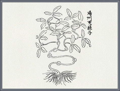 菟丝子中医中草药素材白描矢量