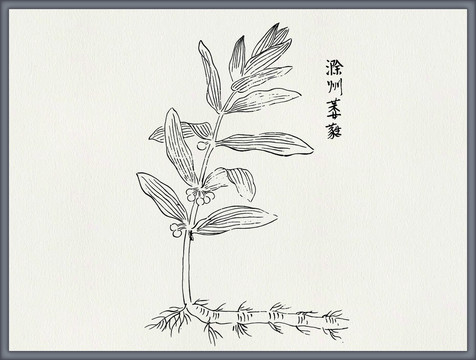 葳蕤中医中草药素材白描矢量