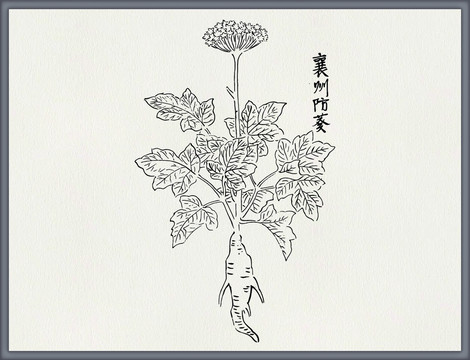 防葵中医中草药素材白描矢量