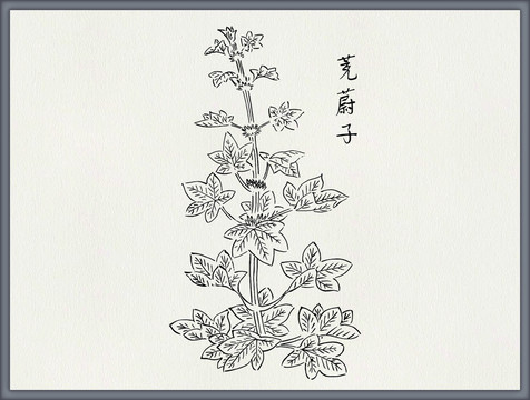 茺蔚子中医中草药素材白描矢量