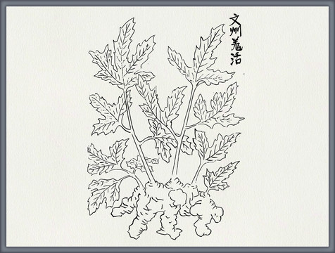 羌活中医中草药素材白描矢量