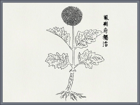 独活中医中草药素材白描矢量