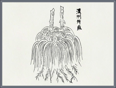 升麻中医中草药素材白描矢量