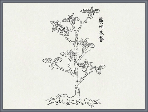 木香中医中草药素材白描矢量