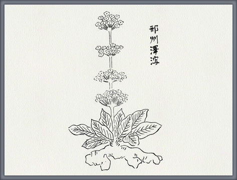 泽泻中医中草药素材白描矢量