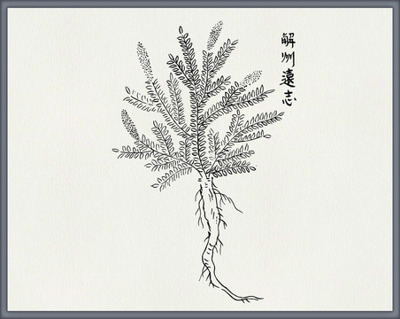 远志中医中草药素材白描矢量
